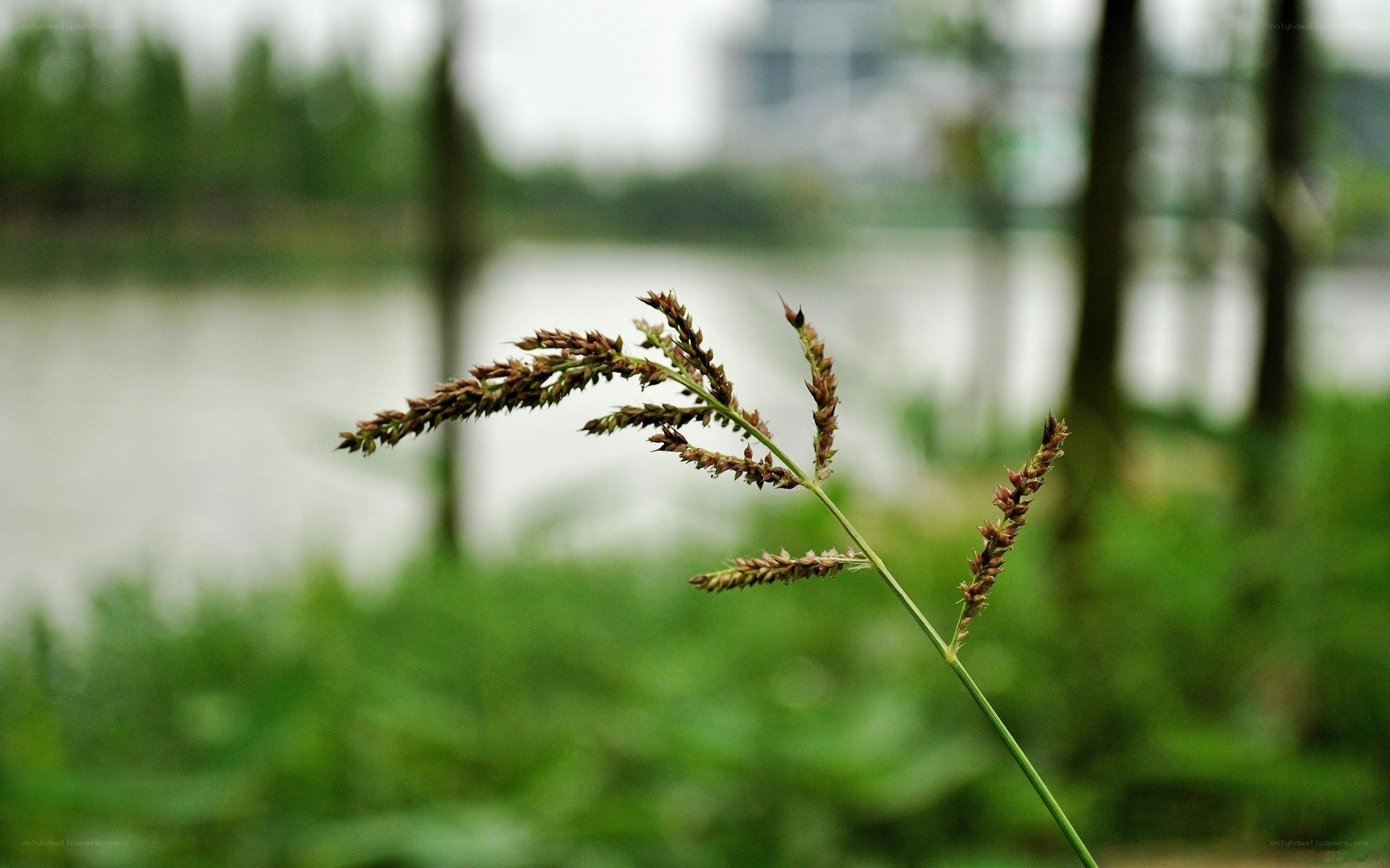 Grass by the water