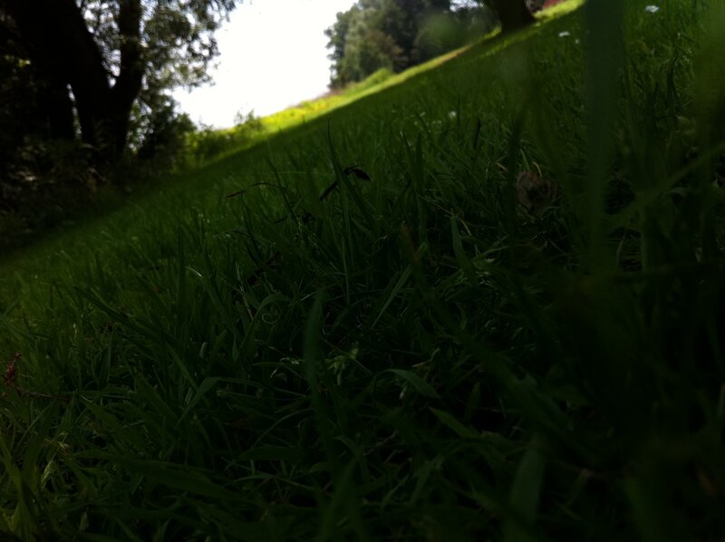 grass close-up on a hill