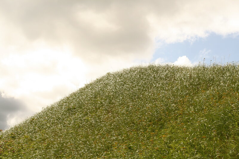Grass-covered Hillside — Green, Serene, Afternoon, Photograph
