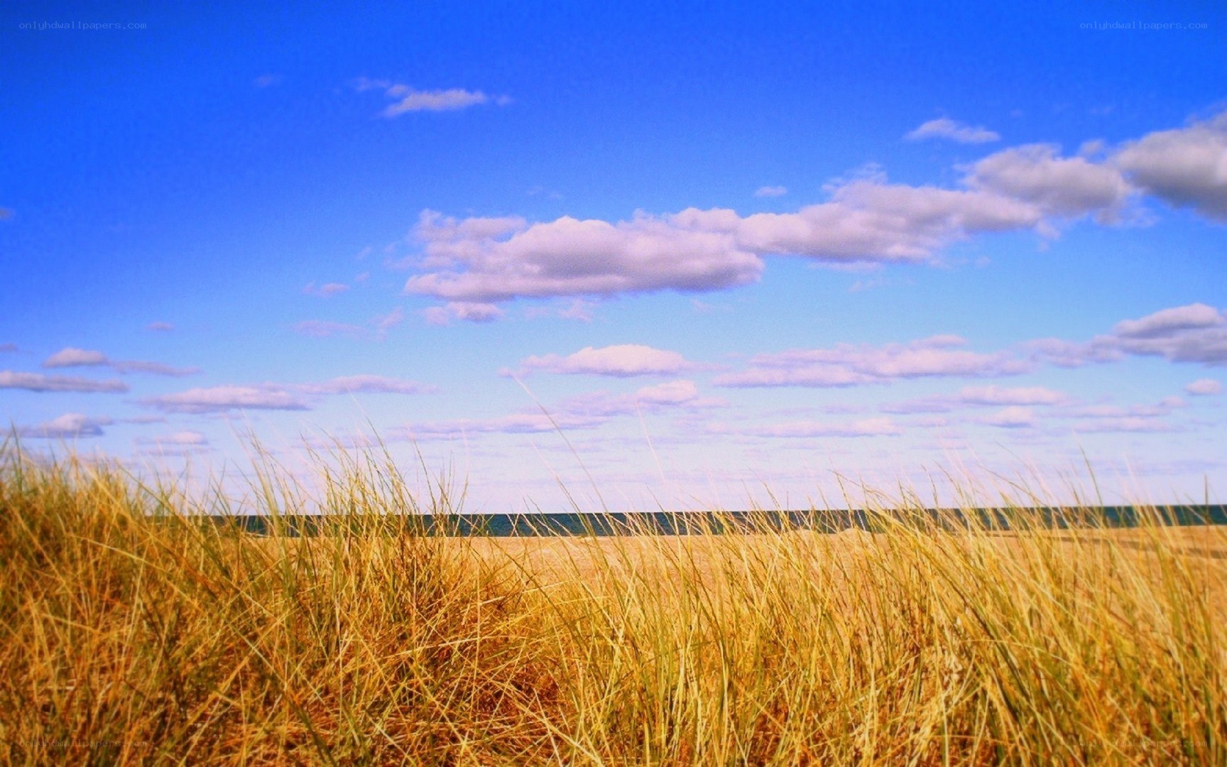 Grass dunes by the sea