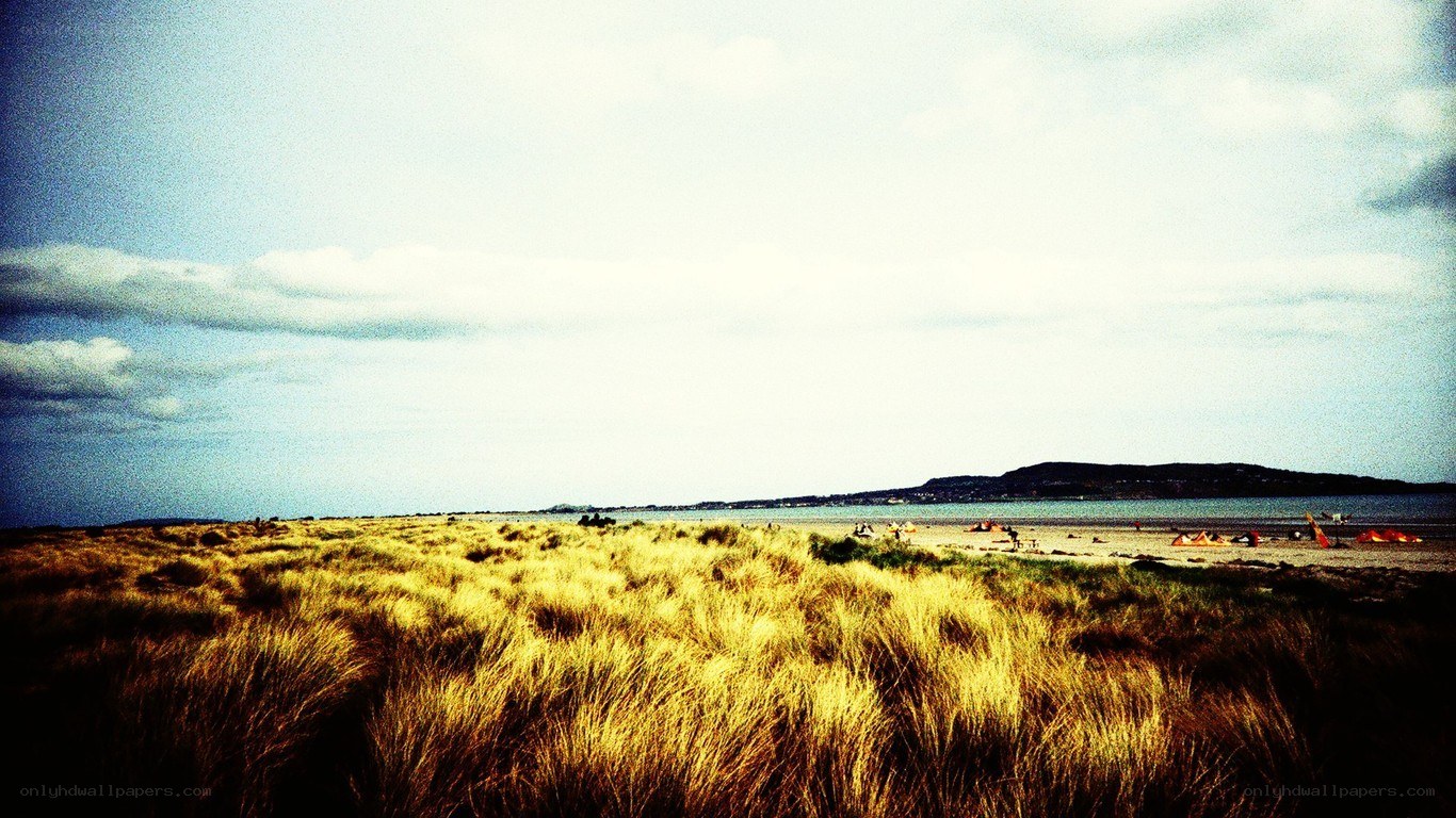 Grass dunes by the sea