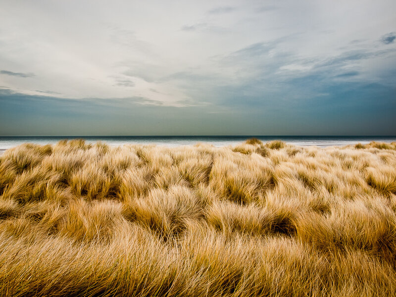 Grass dunes by the sea