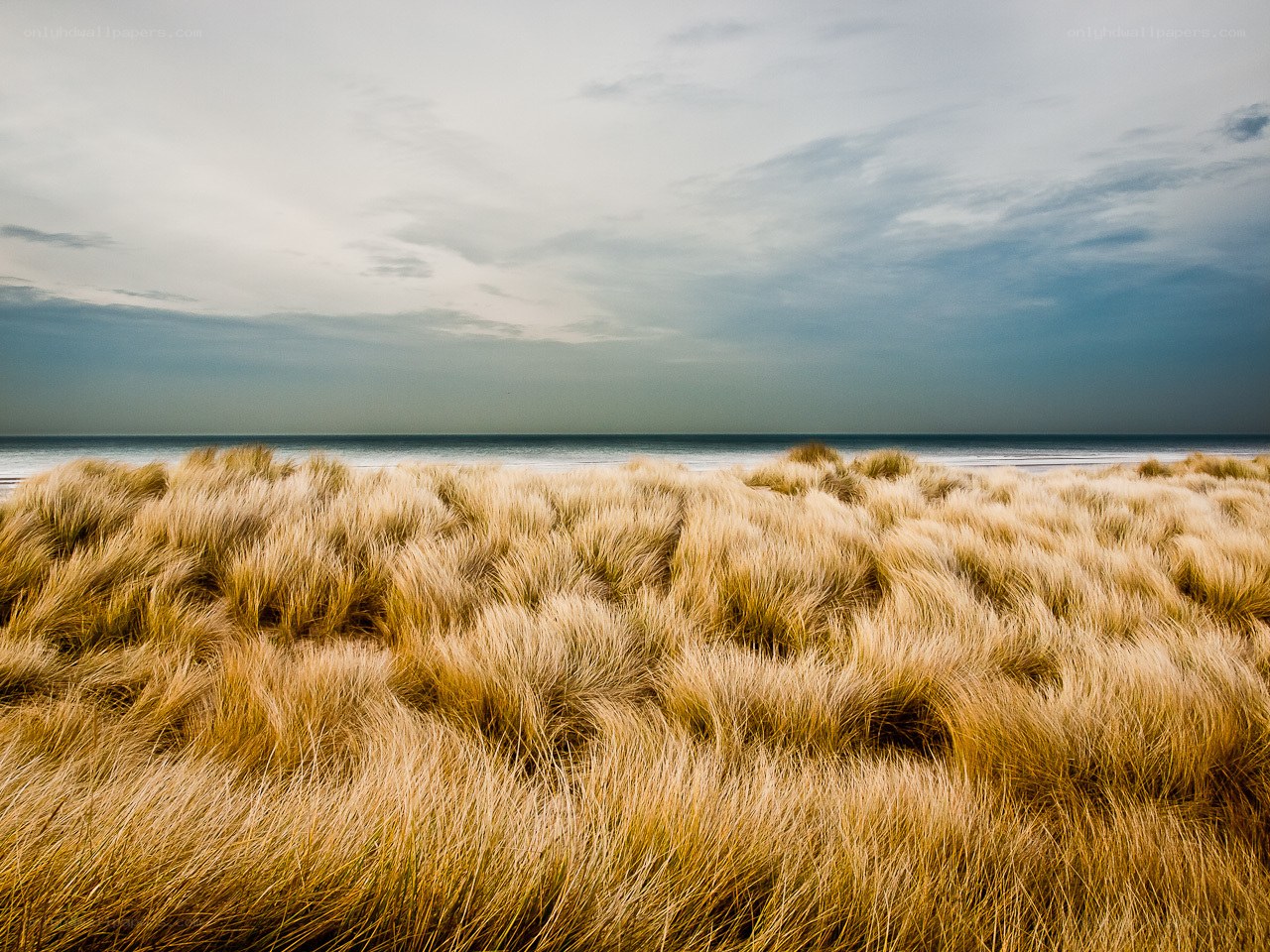 Grass dunes by the sea