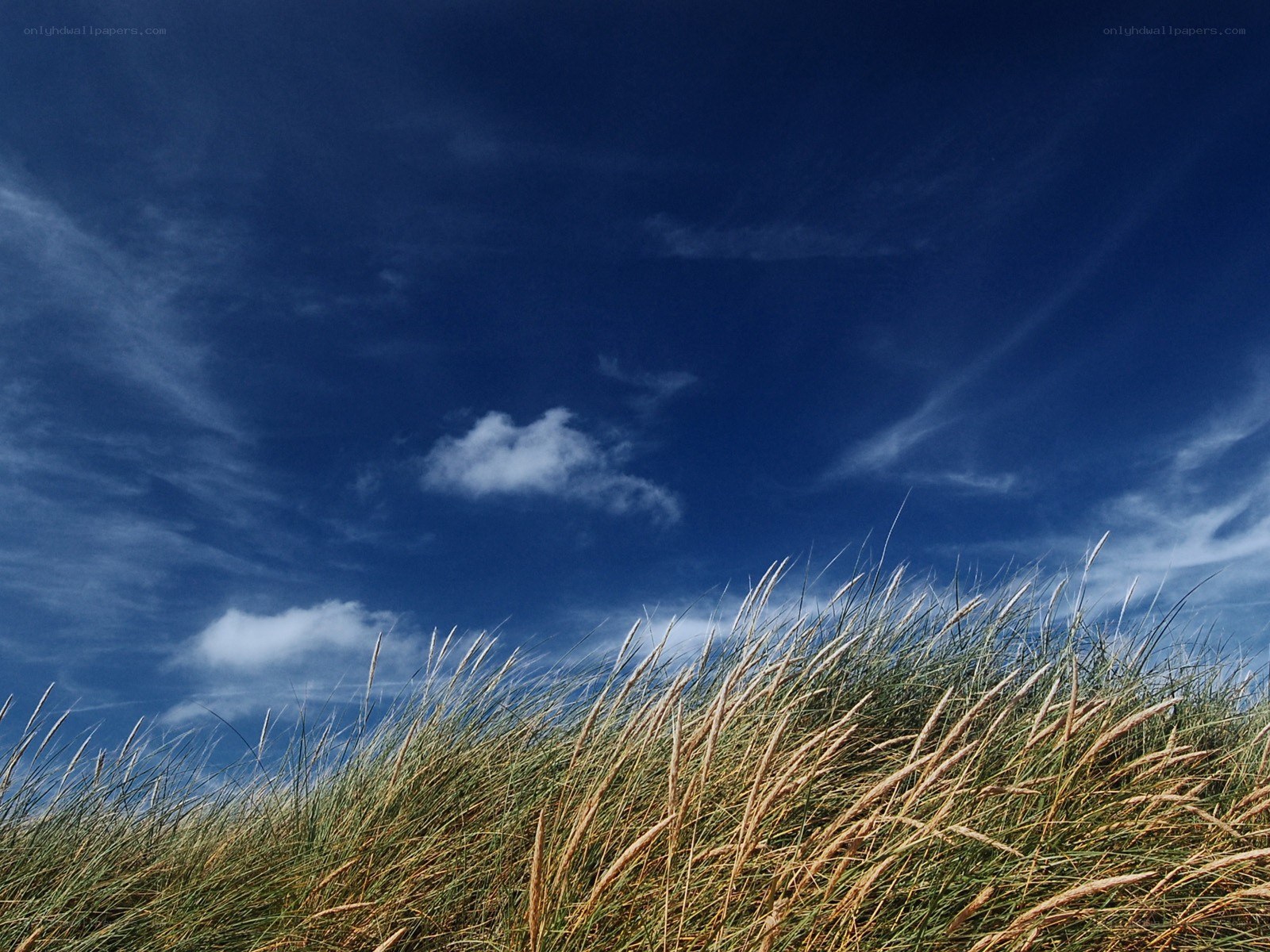 Grass dunes under blue sky