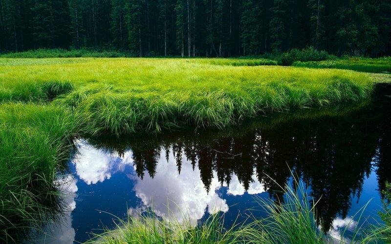 Grass Field and Pond — Green