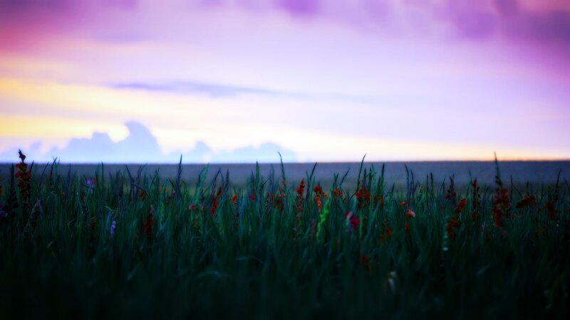Grass Field at Dusk — Purple