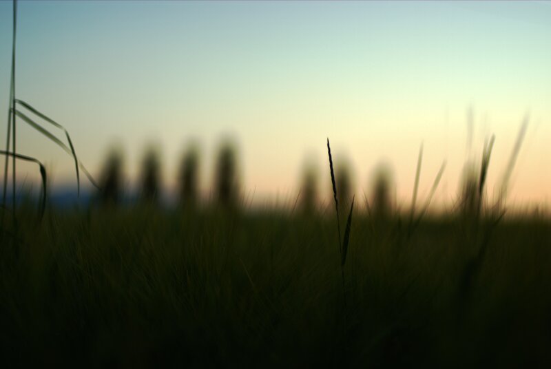 Grass field at dusk