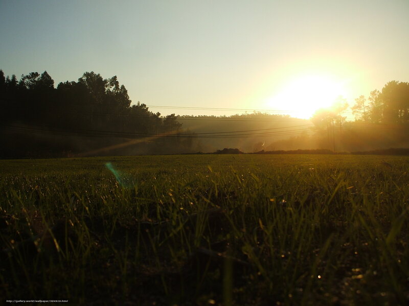 Grass Field at Sunrise — Green