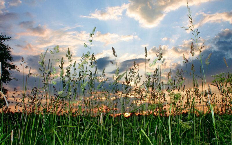 Grass field at sunset