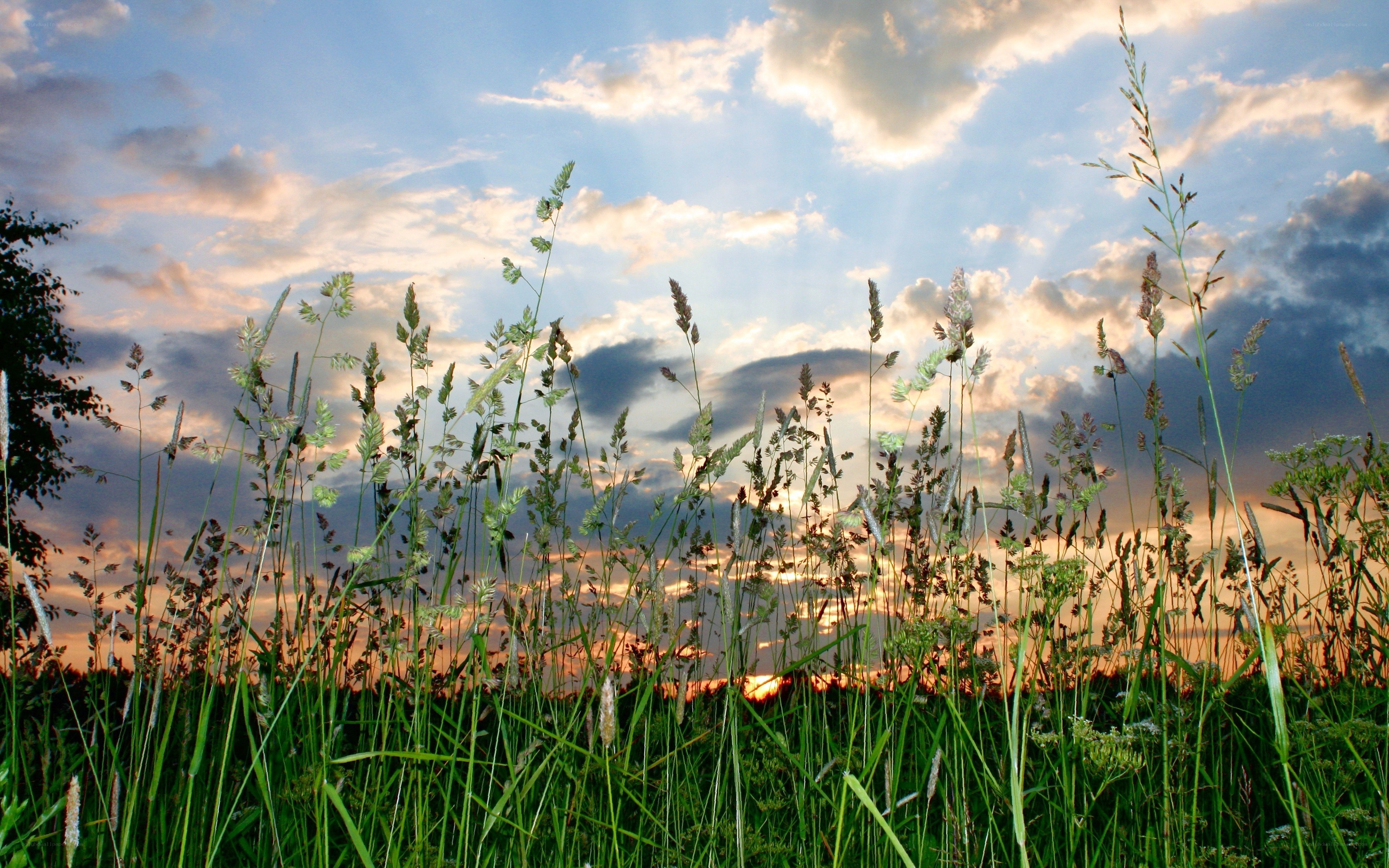 Grass field at sunset