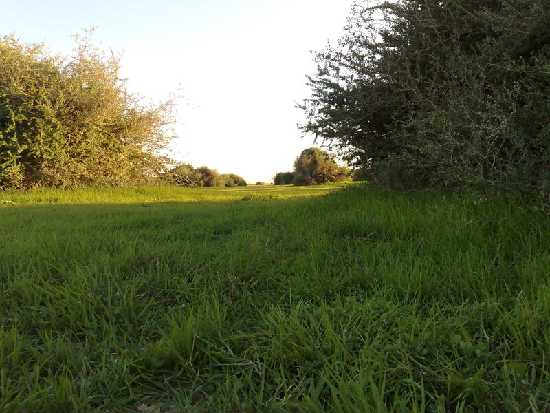 Grass field at sunset