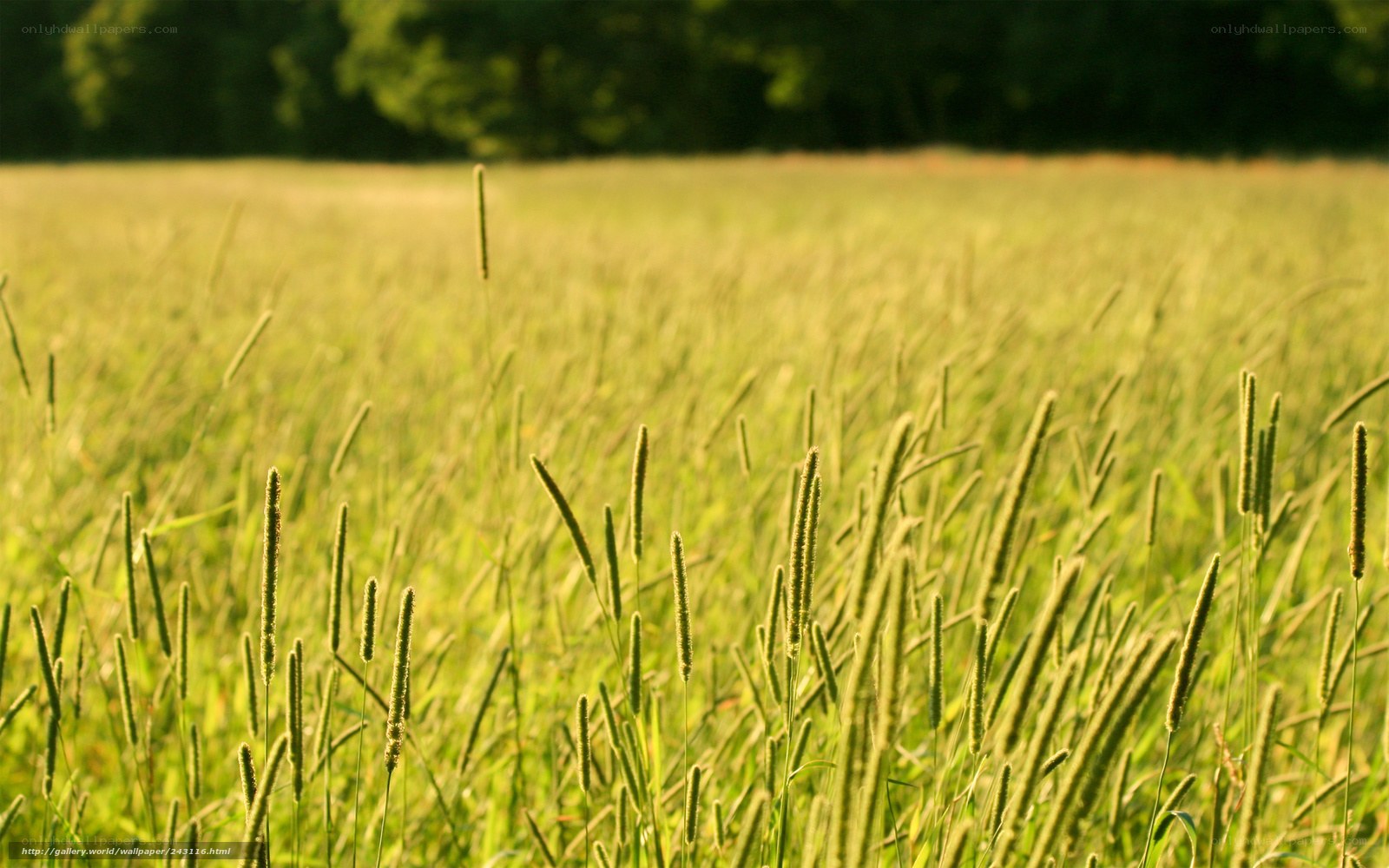 Grass field at sunset