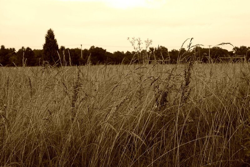 Grass field at sunset