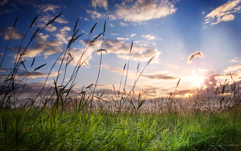 Grass field at sunset