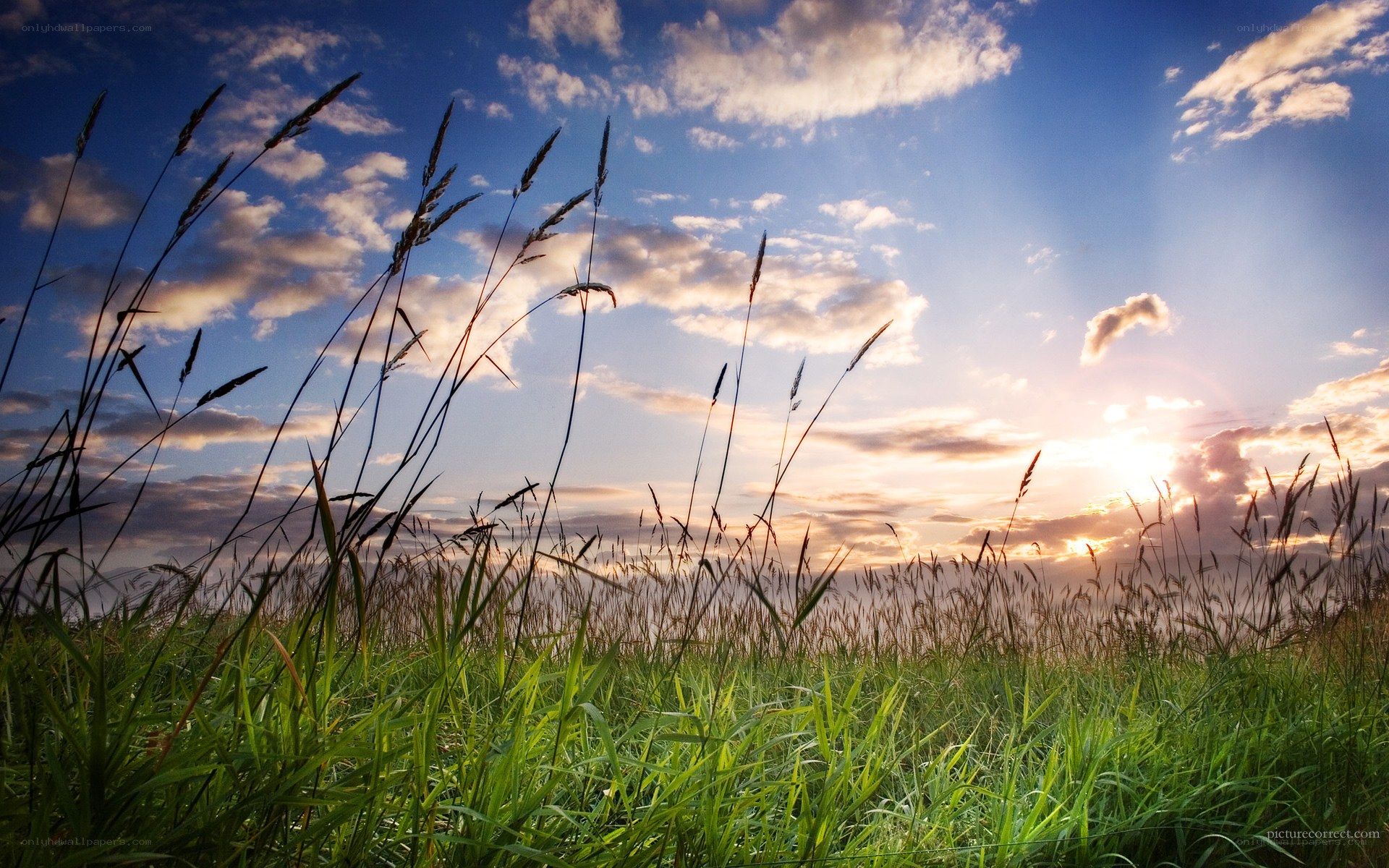 Grass field at sunset