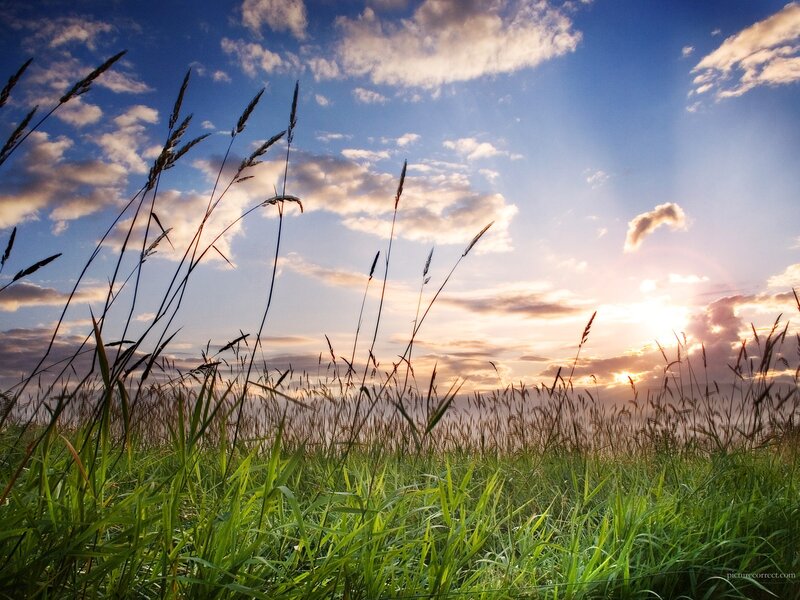 Grass field at sunset