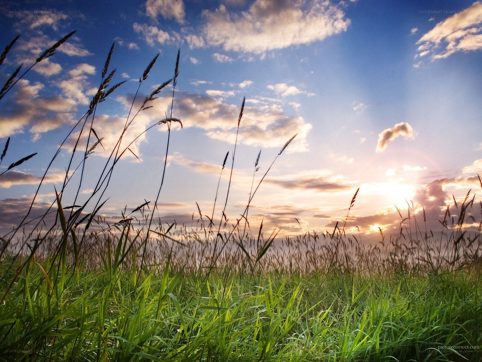 Grass field at sunset
