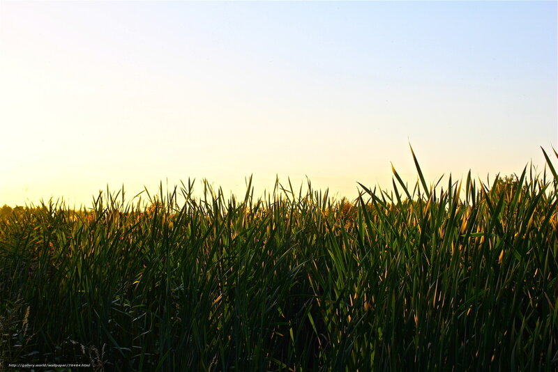 Grass field at sunset