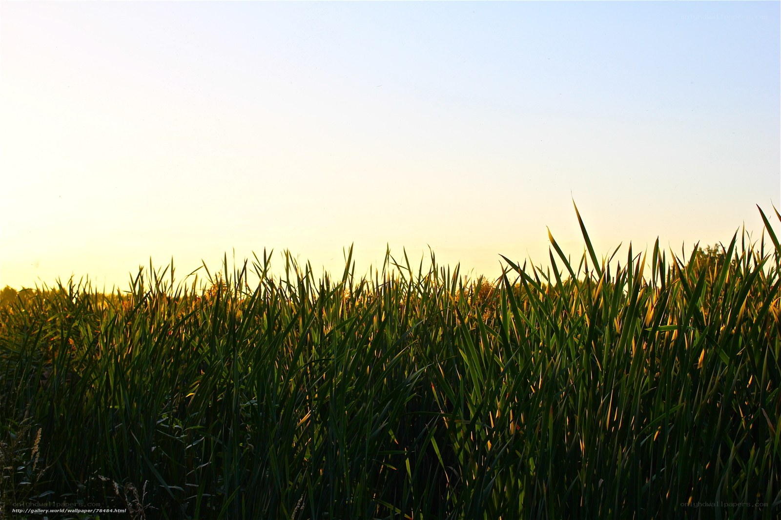 Grass field at sunset