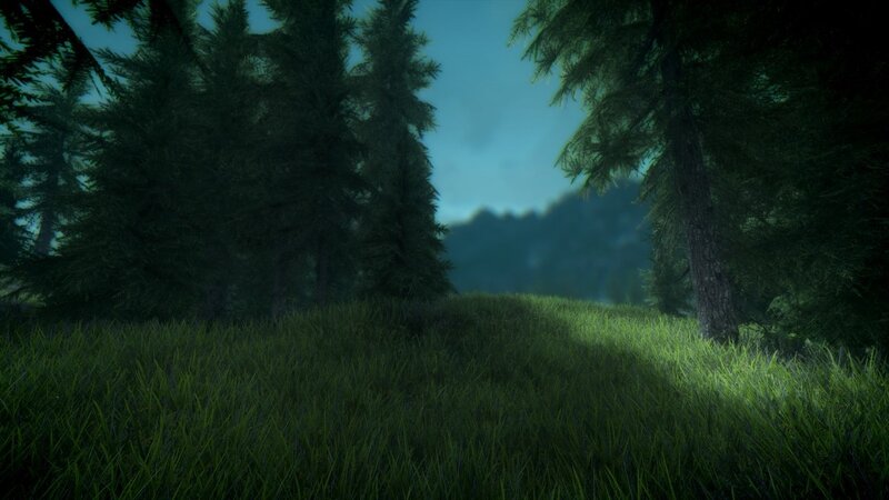 Grass Field in Forest