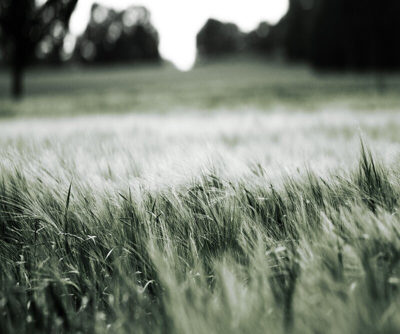 Grass field in soft focus