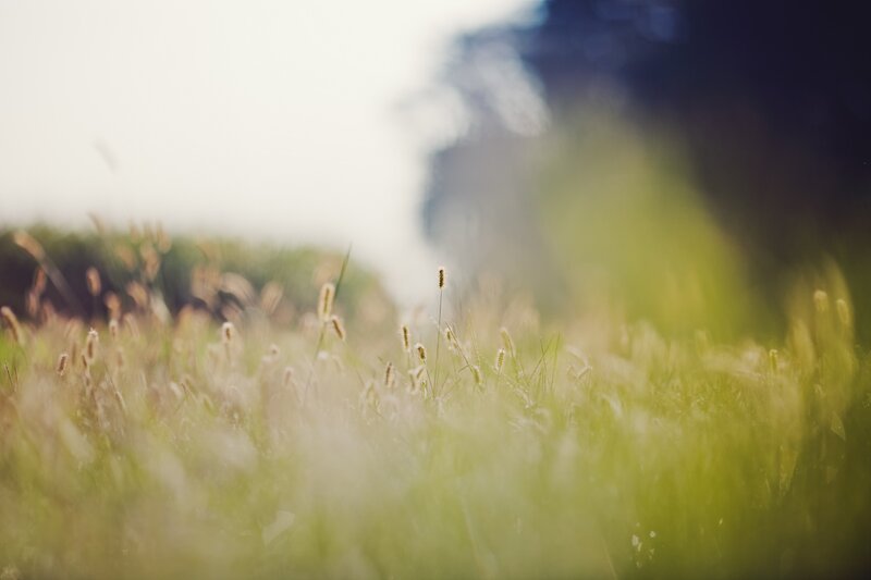 Grass field in soft light