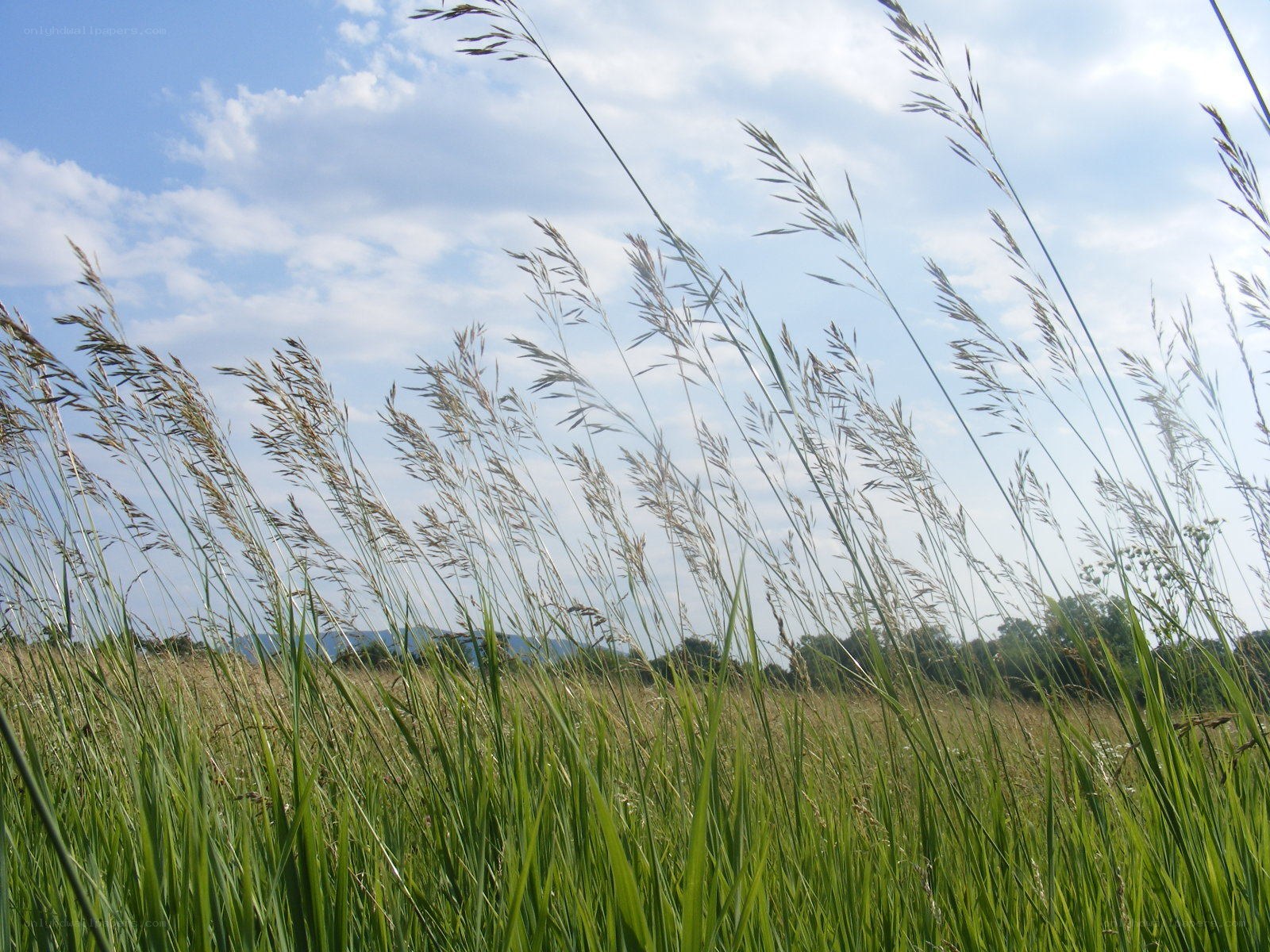 Grass field under blue sky