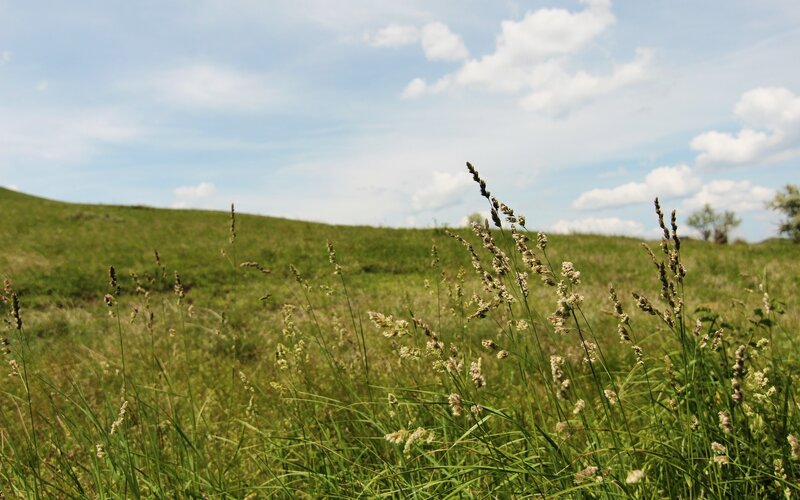 Grass field under blue sky