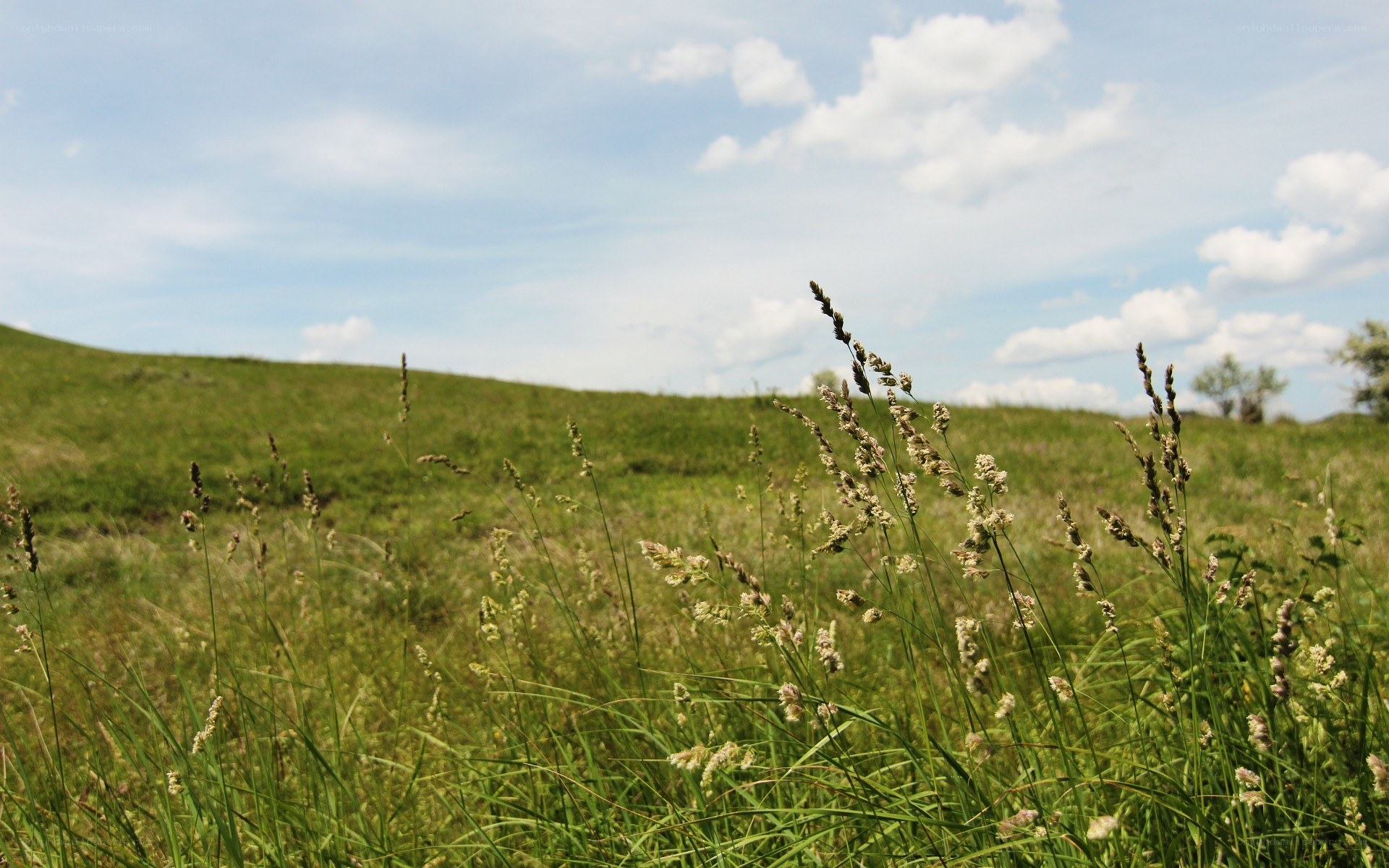Grass field under blue sky