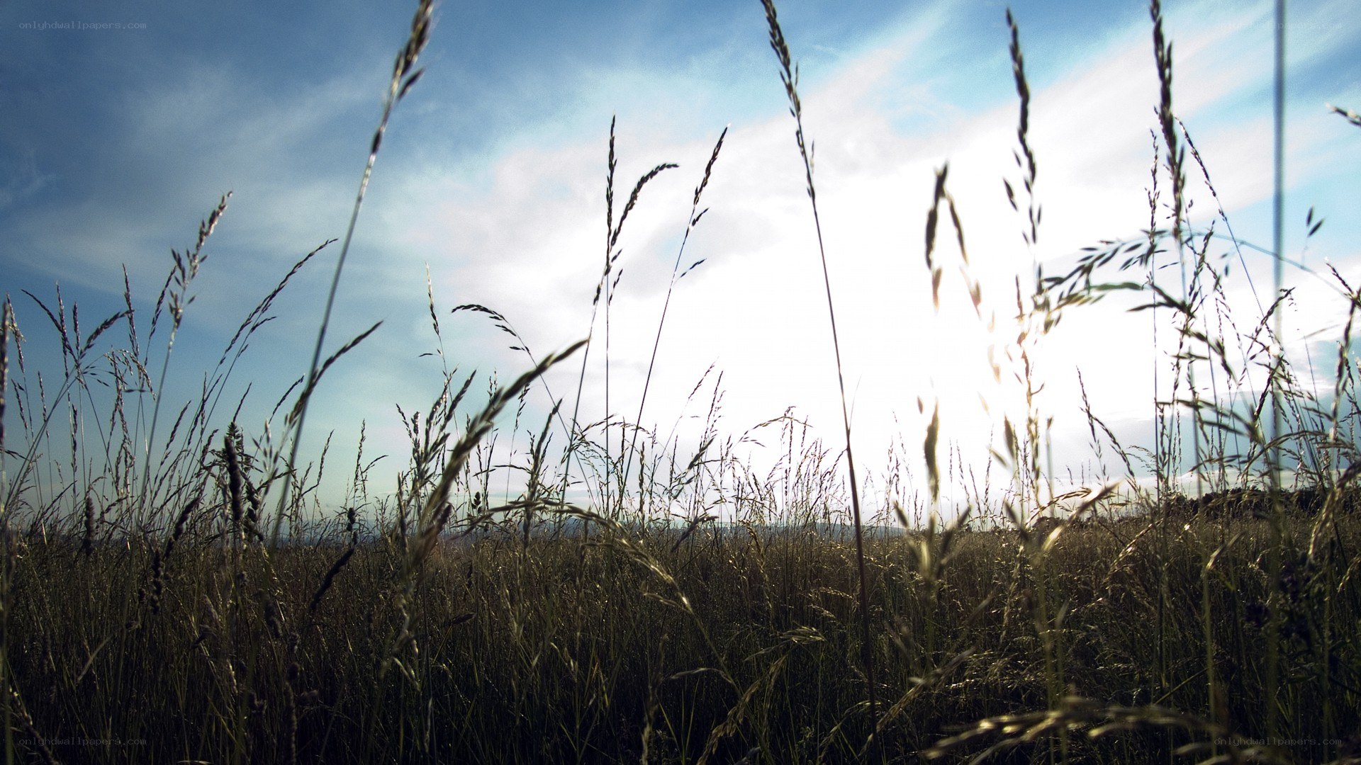 Grass field under blue sky