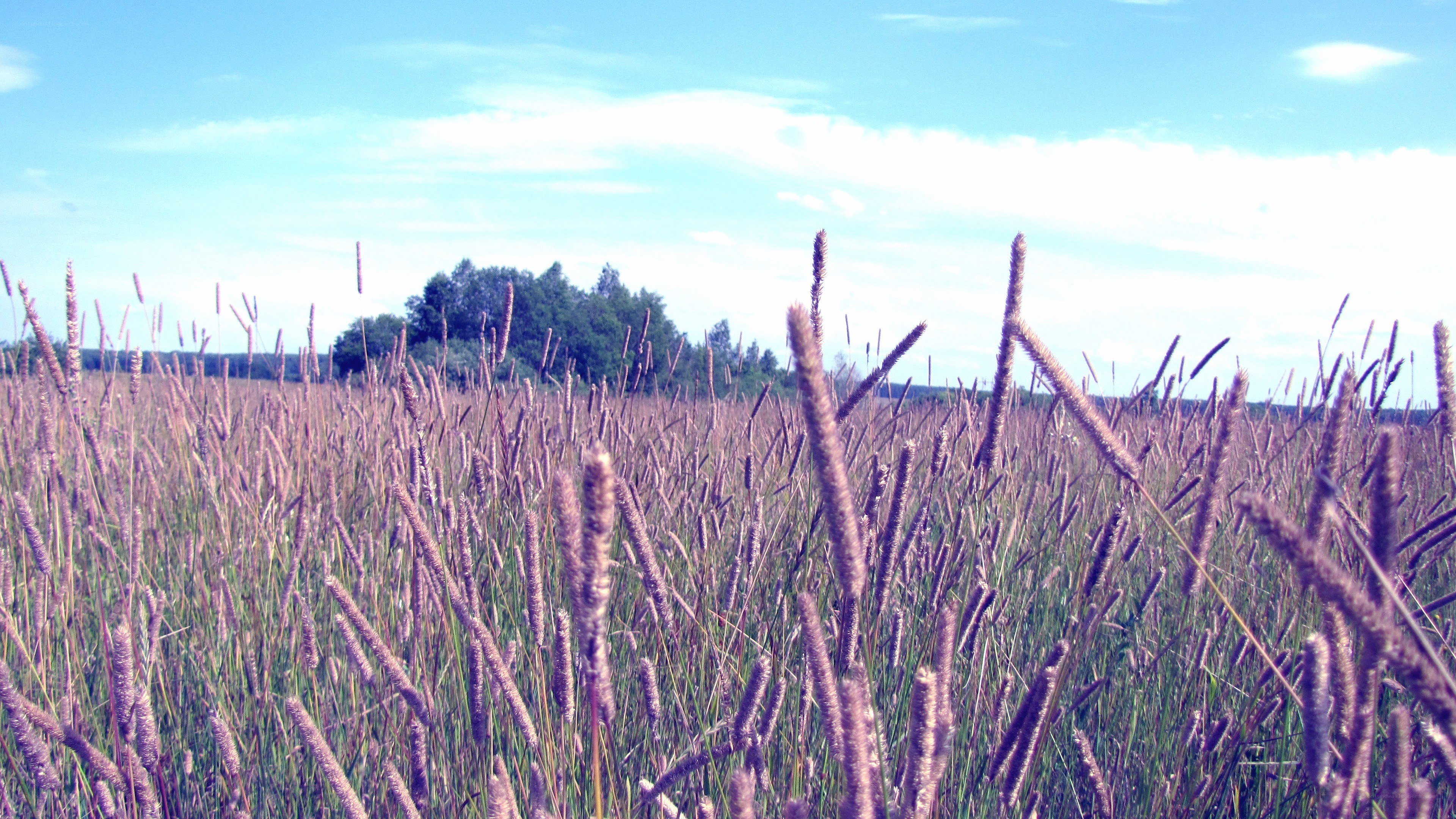 Grass field under blue sky