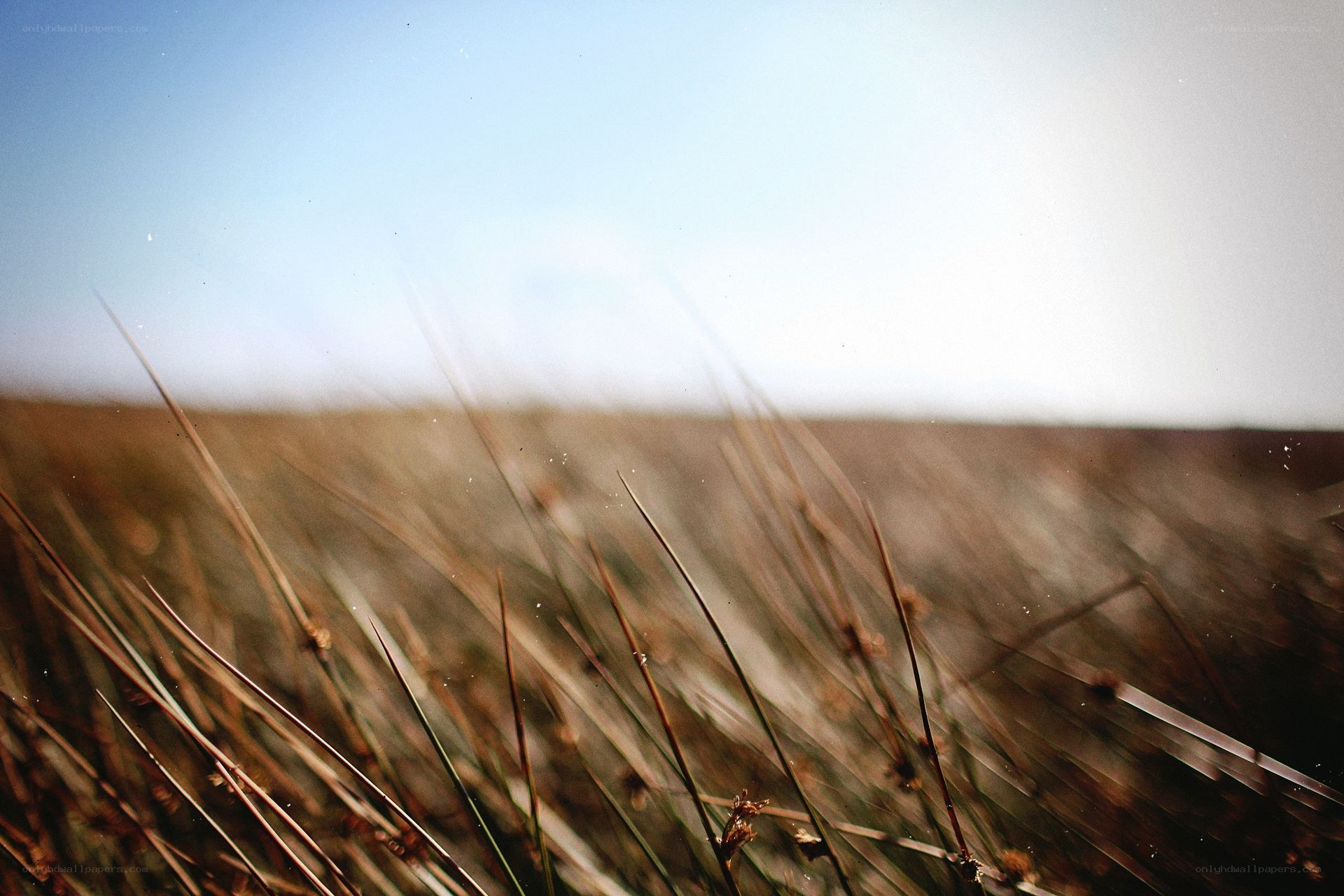 Grass field under blue sky
