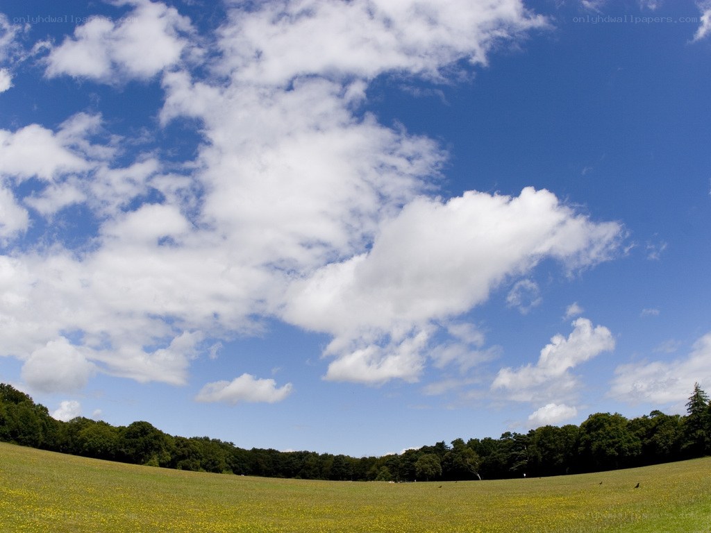Grass field under blue sky