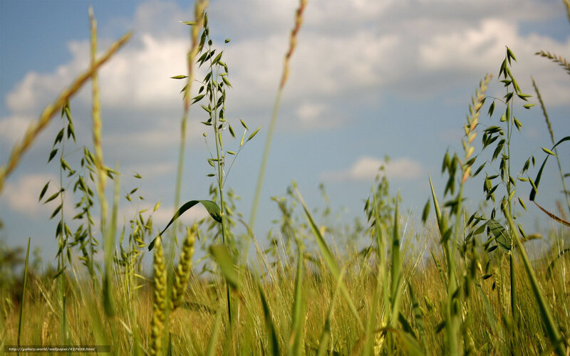 Grass field under blue sky