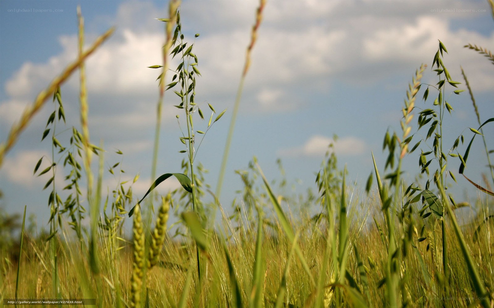 Grass field under blue sky