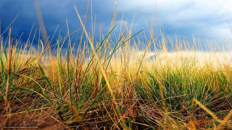 Grass field under blue sky
