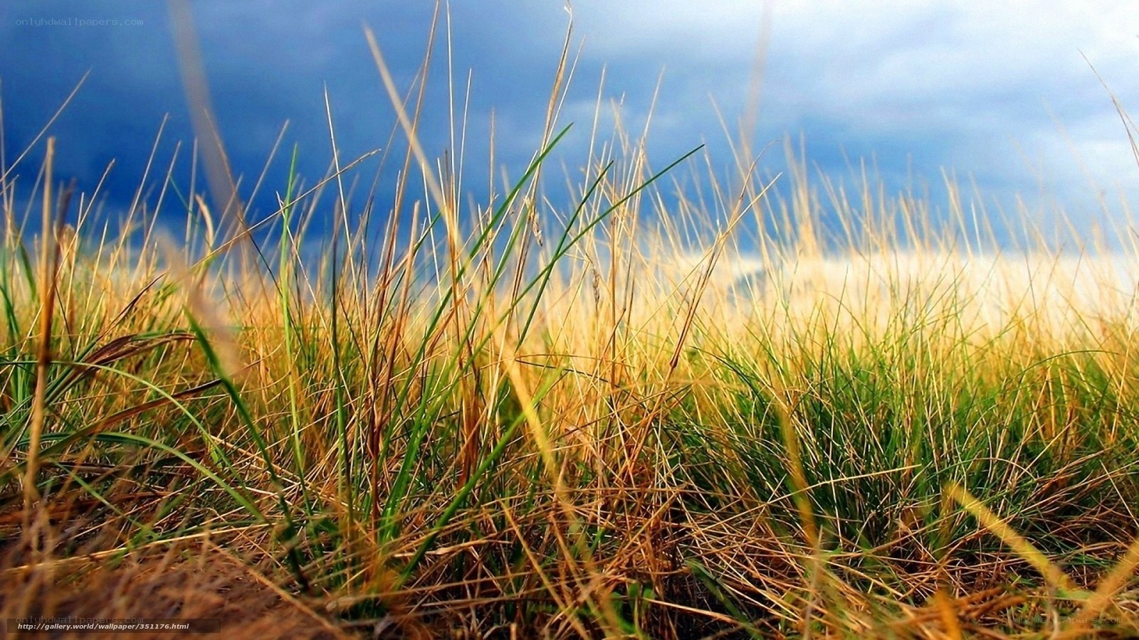 Grass field under blue sky