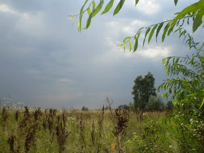 Grass field under cloudy sky