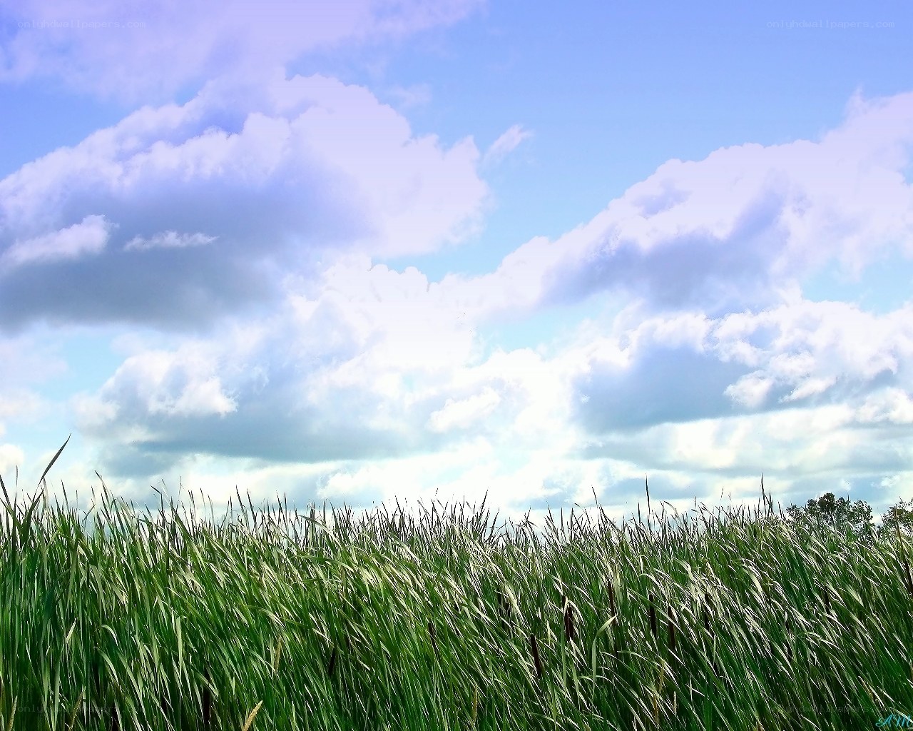 Grass field under cloudy sky