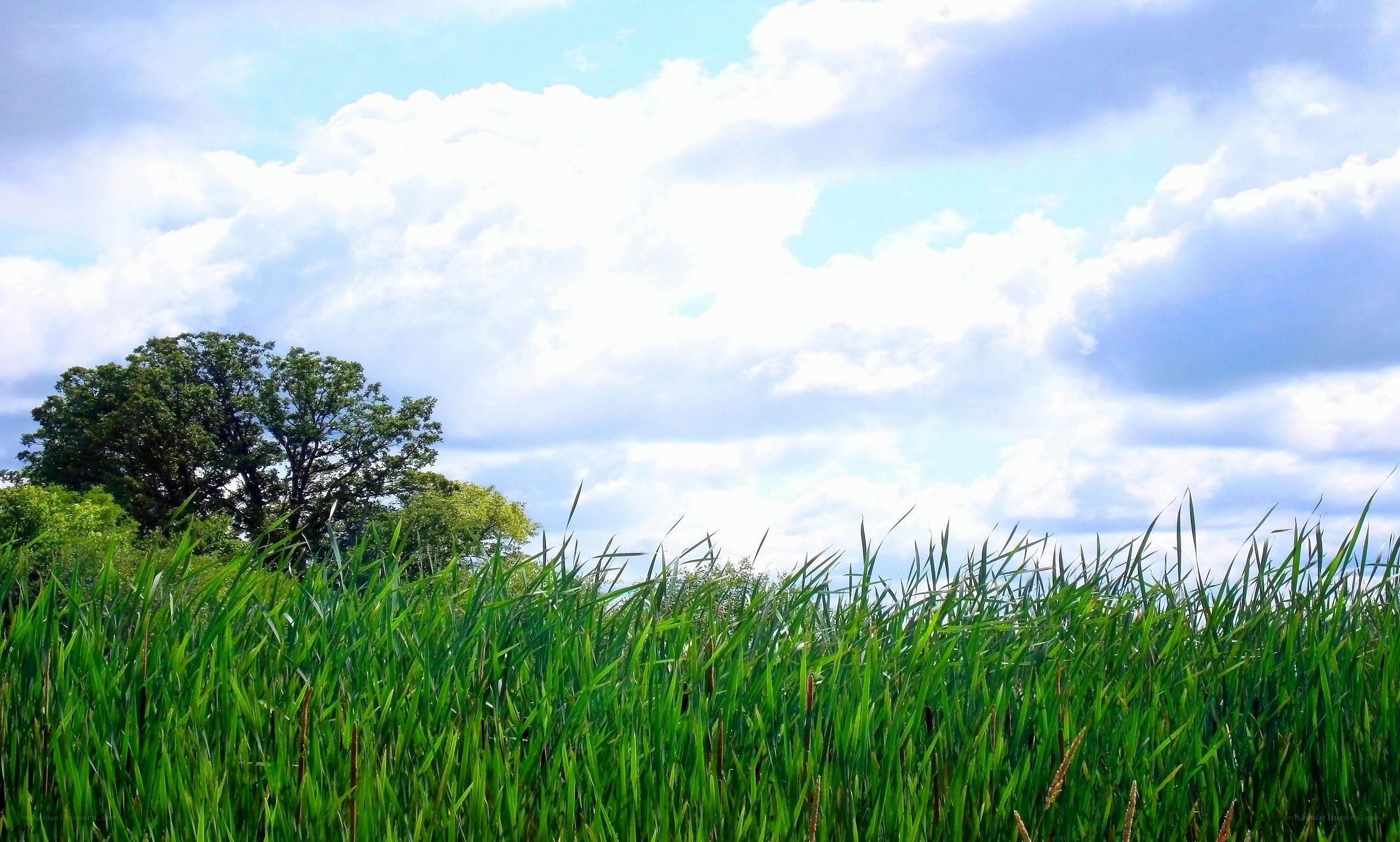 Grass field under cloudy sky