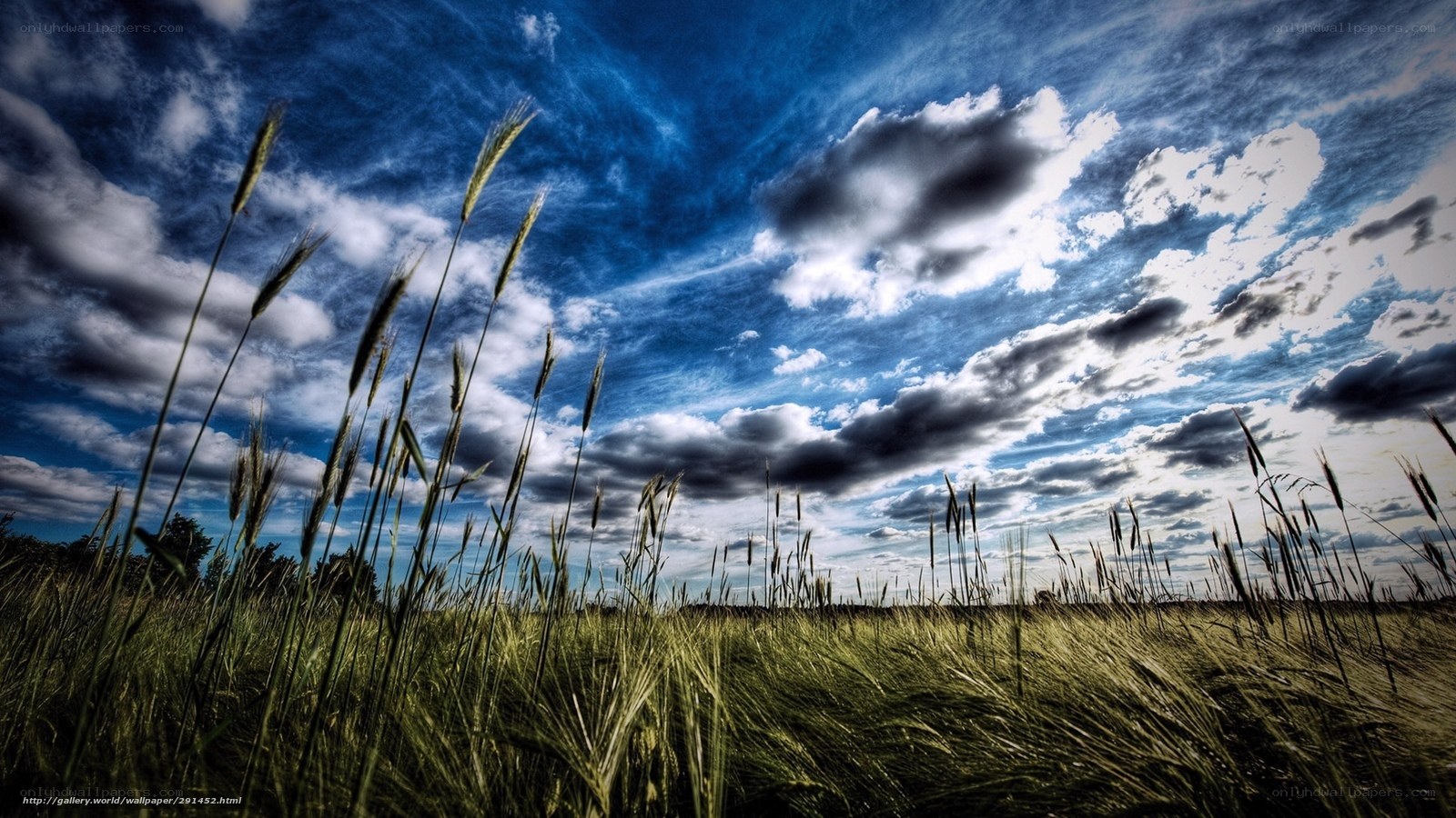 Grass field under cloudy sky