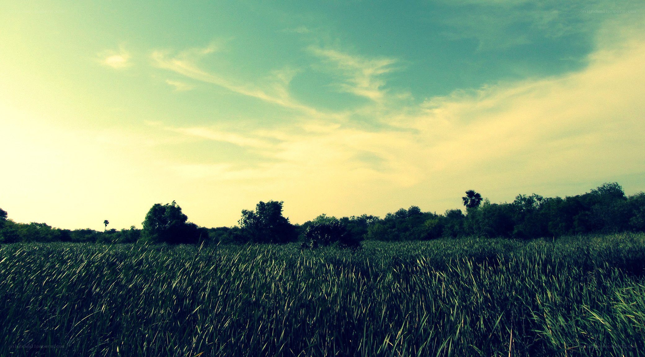 Grass field under cloudy sky