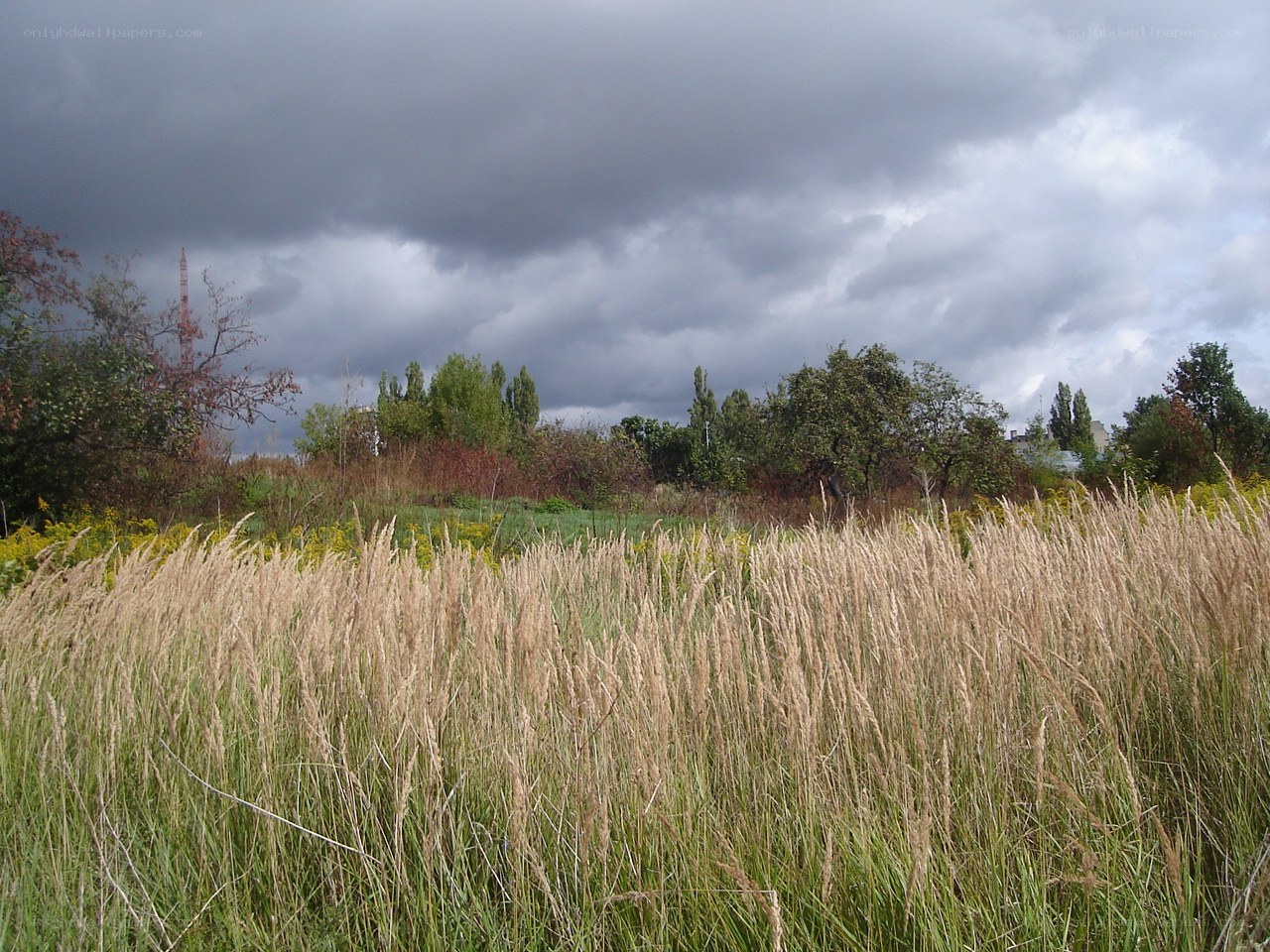 Grass field under stormy sky