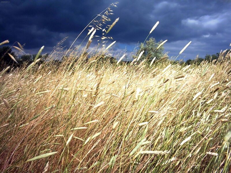 Grass field under stormy sky