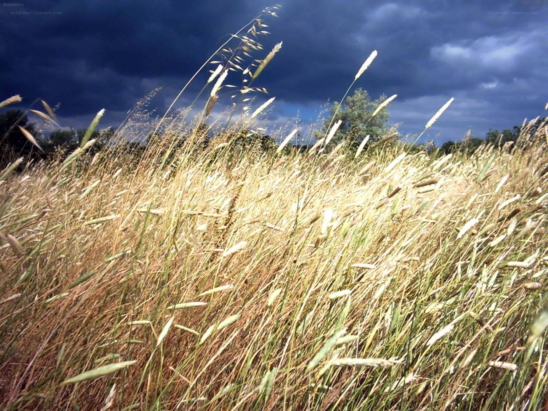 Grass field under stormy sky