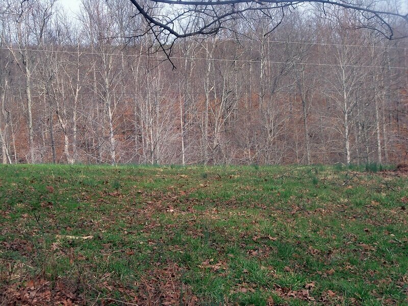 Grass Field with Bare Trees