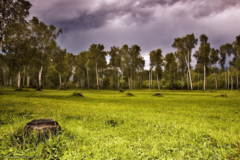 Grass field with birch trees