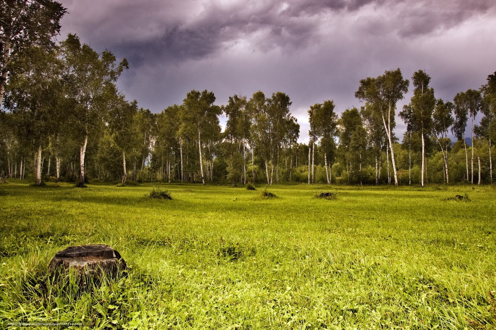 Grass field with birch trees