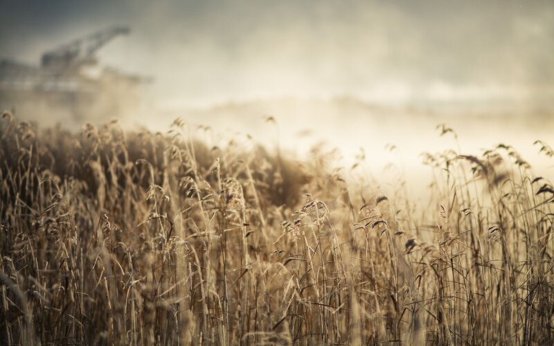 Grass field with crane in fog