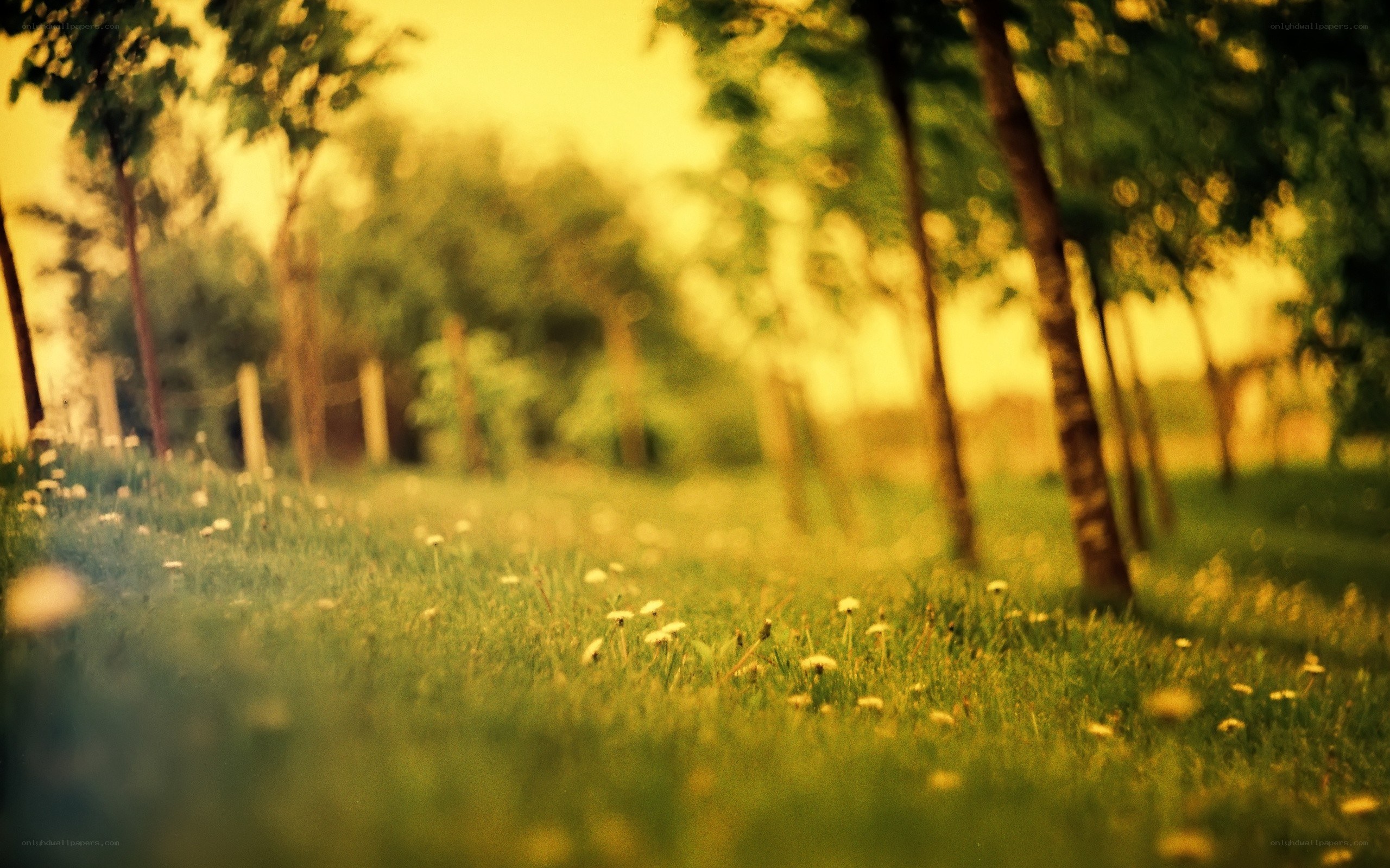 Grass field with dandelions